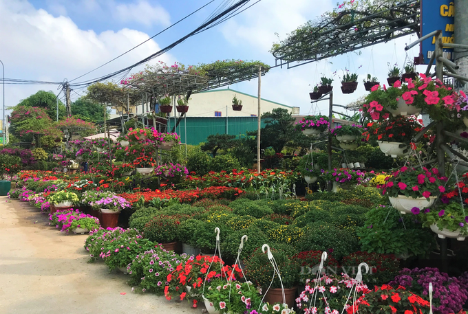 Nghe An flower village bustling ahead of Tet - 1 Nghe An flower village bustling ahead of Tet - 1