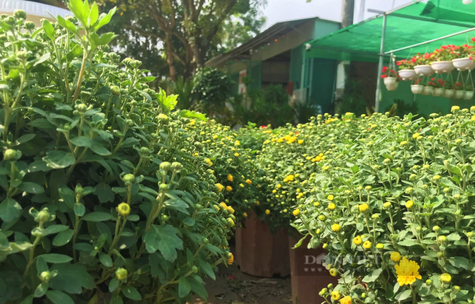 Nghe An flower village bustling ahead of Tet - 3 Nghe An flower village bustling ahead of Tet - 3