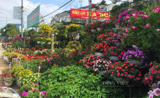 Nghe An flower village bustling ahead of Tet - 4 Nghe An flower village bustling ahead of Tet - 4