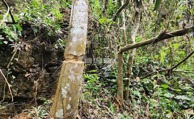 Thanh Hoa forest suffers senseless destruction - 1