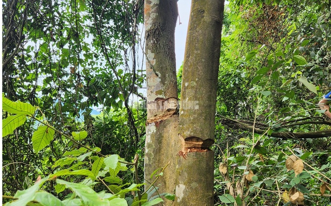 Thanh Hoa forest suffers senseless destruction - 2