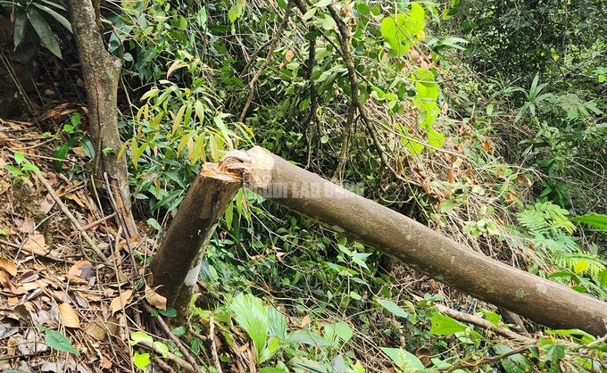 Thanh Hoa forest suffers senseless destruction - 3