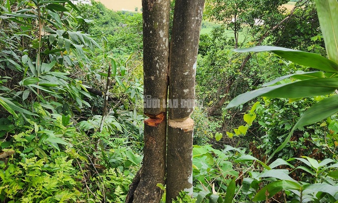 Thanh Hoa forest suffers senseless destruction - 5