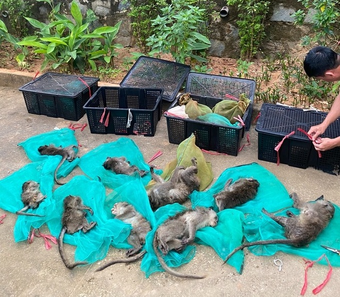 Man found transporting 17 endangered monkeys on Con Dao - 1