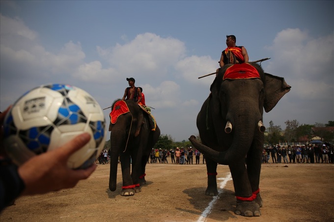 Elephants join football match at Buon Ma Thuot Coffee Festival - 2 Elephants join football match at Buon Ma Thuot Coffee Festival - 2