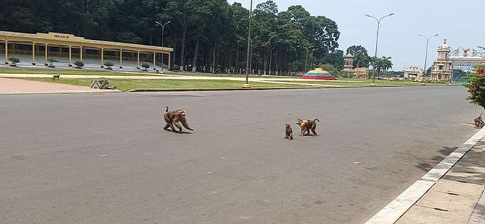 150 monkeys at Tay Ninh holy see proposed to be released - 1