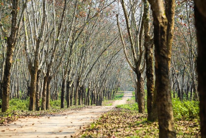 Ha Tinh rubber forest changes from yellow to red - 3