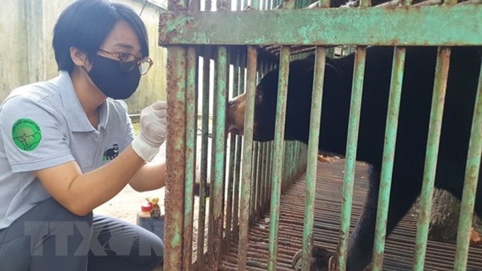Last captive bear in Binh Phuoc transferred to rescue centre - 1 Last captive bear in Binh Phuoc transferred to rescue centre - 1
