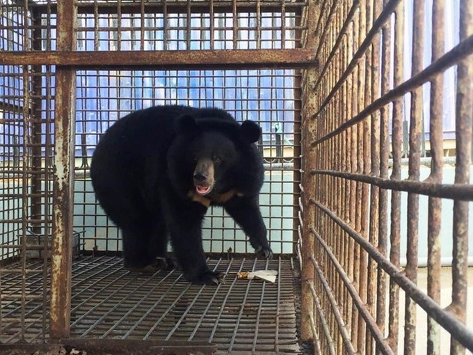 Thousands of Hanoians call for end to bear farming - 1