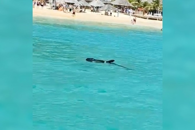 Dolphin spotted at Binh Dinh beach - 1 Dolphin spotted at Binh Dinh beach - 1