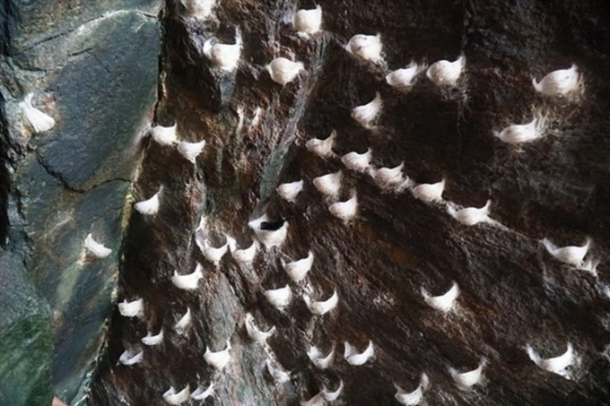 Cham Islands’ bird's nest products get GI certification - 1