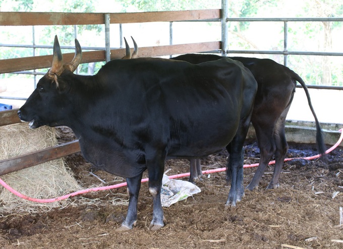 Abandoned rare gaurs develop under care in Ninh Thuan - 2