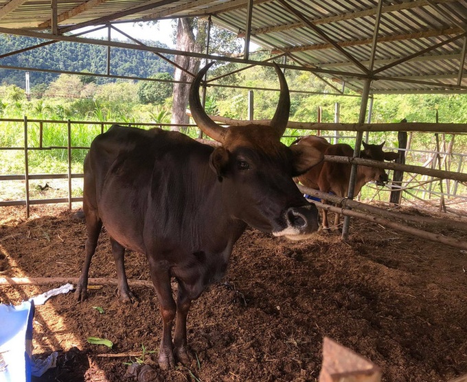 Abandoned rare gaurs develop under care in Ninh Thuan - 3