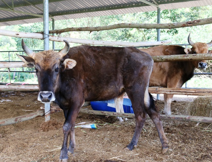 Abandoned rare gaurs develop under care in Ninh Thuan - 4