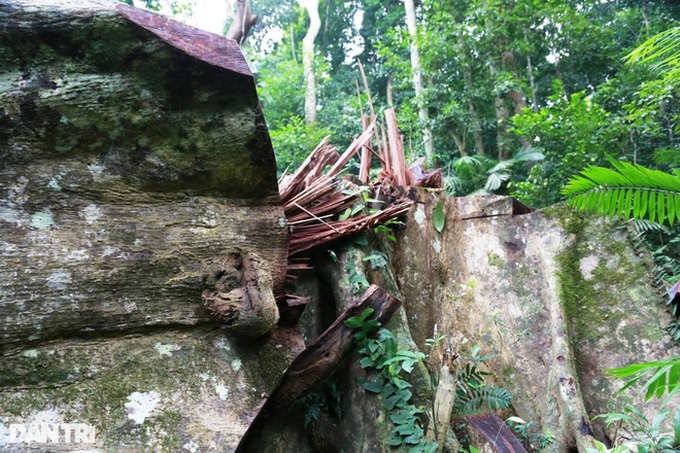 Trees destroyed in Quang Tri nature reserve - 1