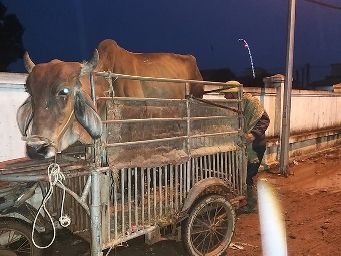 Cattle market busy with year-end session - 4