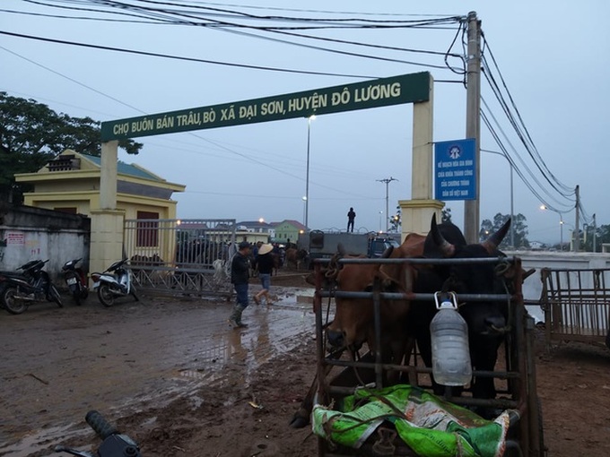 Cattle market busy with year-end session - 1
