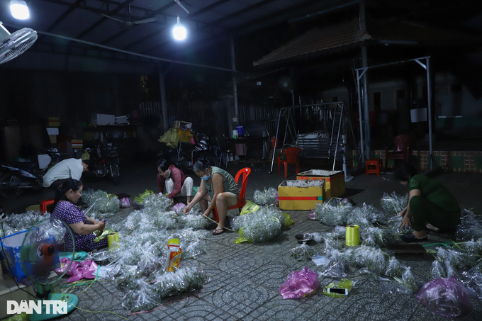 HCM City residents earn big from catching grasshoppers for sale - 10