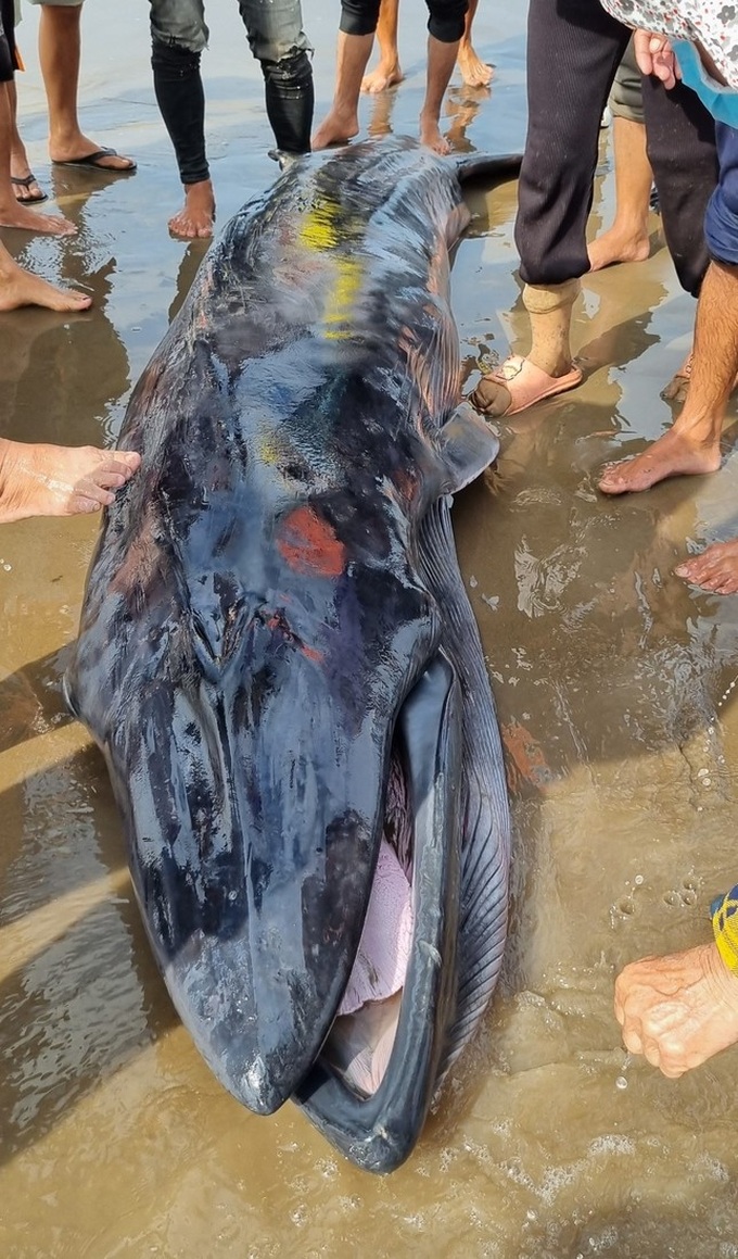 Sick whale stranded on Tra Vinh beach - 1