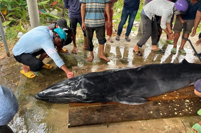 Sick whale stranded on Tra Vinh beach - 2