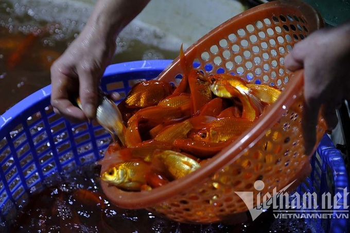 Hanoi's biggest fish market busy ahead of the Kitchen Gods' Day - 8 Hanoi's biggest fish market busy ahead of the Kitchen Gods' Day - 8