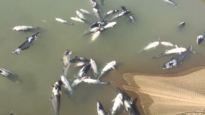 Hydropower plant water release causes mass fish deaths in north - 1 Hydropower plant water release causes mass fish deaths in north - 1