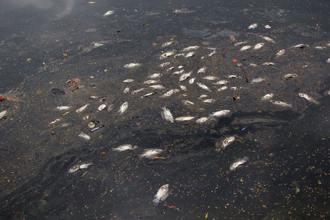 Mass fish deaths in iconic Hanoi lake - 1