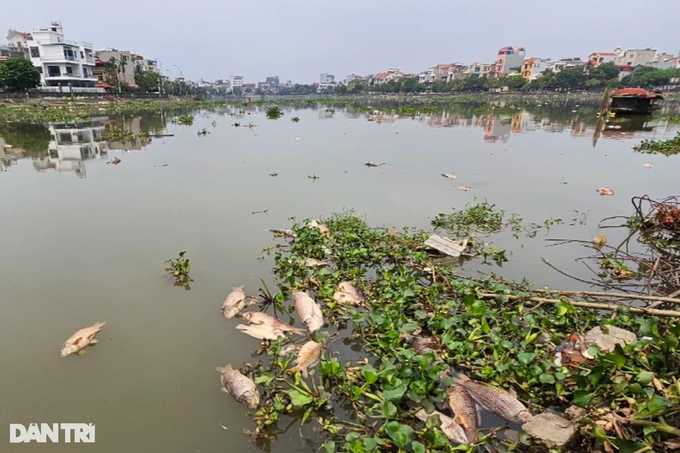 Around 300 tonnes of fish in Hai Duong die - 2 Around 300 tonnes of fish in Hai Duong die - 2