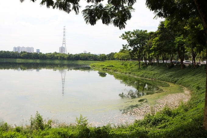 Fish die en masse in Hanoi lake - 9