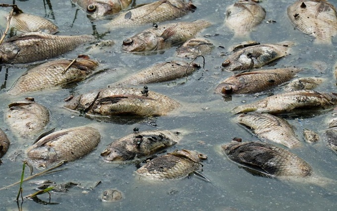 Fish die en masse in Hanoi lake - 3
