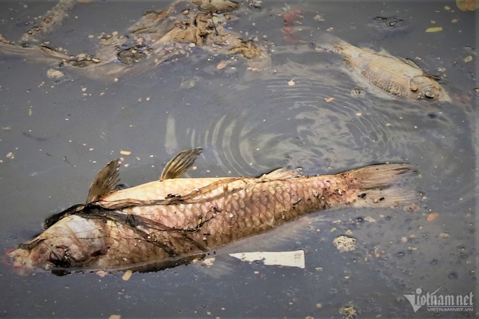 Mass fish death on HCM City canal - 2 Mass fish death on HCM City canal - 2