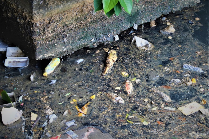 Mass fish death on HCM City canal - 1 Mass fish death on HCM City canal - 1