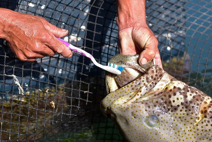 Toothbrush-loving grouper becomes popular in Quang Ninh - 1 Toothbrush-loving grouper becomes popular in Quang Ninh - 1
