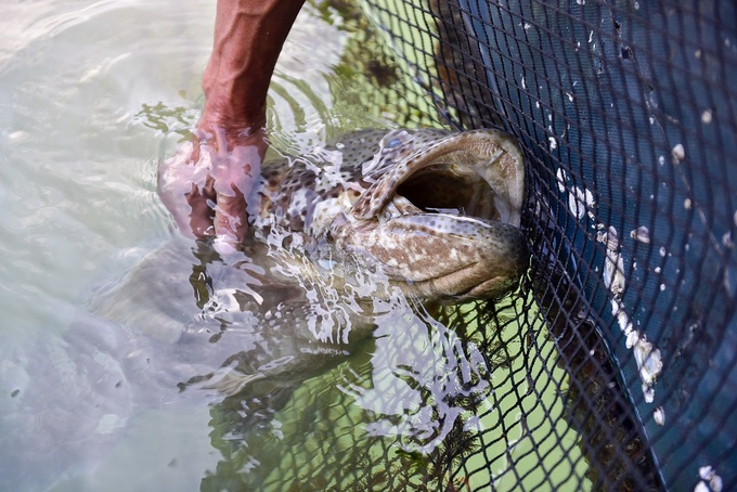 Toothbrush-loving grouper becomes popular in Quang Ninh - 3 Toothbrush-loving grouper becomes popular in Quang Ninh - 3