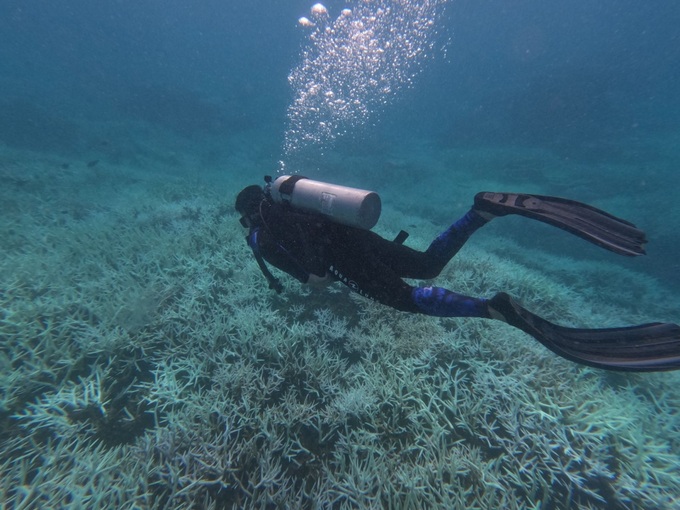 Con Dao halts swimming and diving activities to protect coral - 1 Con Dao halts swimming and diving activities to protect coral - 1