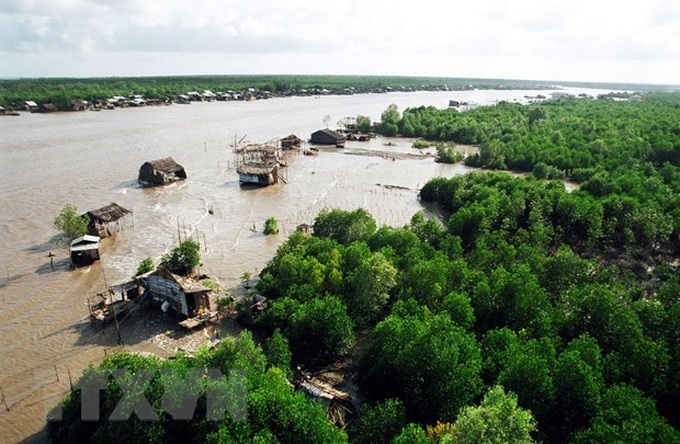 Environment monitoring project in mangroves launched in Ca Mau - 1 Environment monitoring project in mangroves launched in Ca Mau - 1