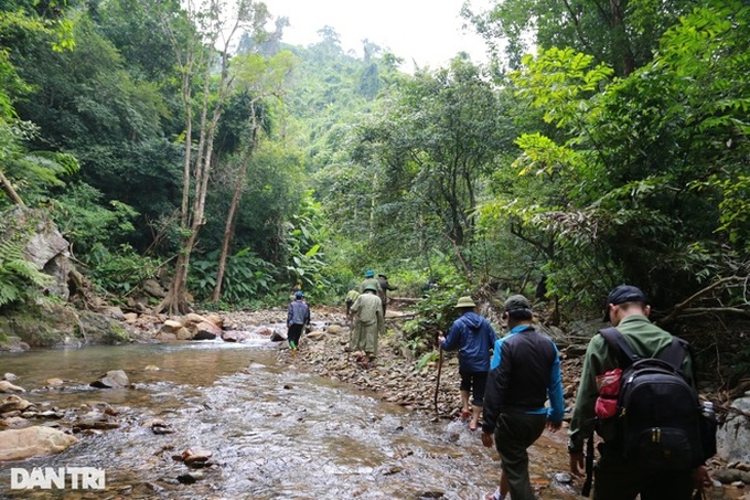 Trees destroyed in Quang Tri nature reserve - 2