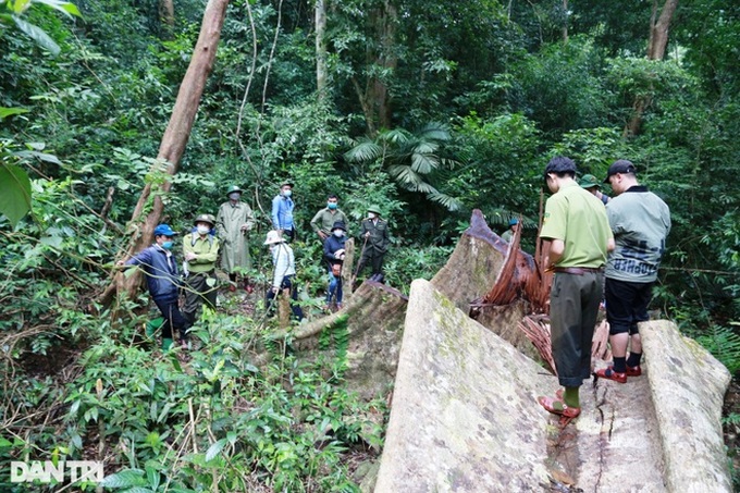 Trees destroyed in Quang Tri nature reserve - 3