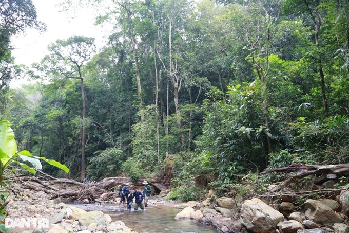 Trees destroyed in Quang Tri nature reserve - 6