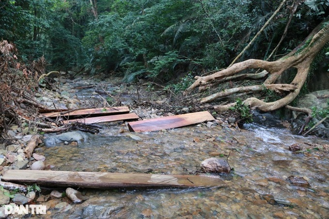 Trees destroyed in Quang Tri nature reserve - 7