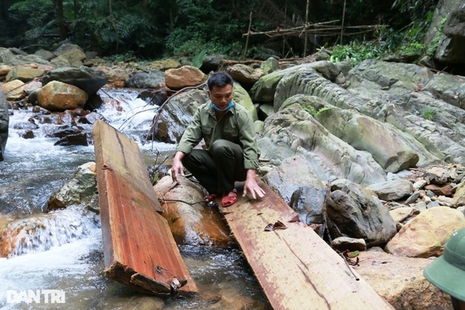 Trees destroyed in Quang Tri nature reserve - 4