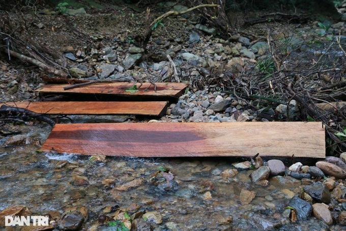 Trees destroyed in Quang Tri nature reserve - 9