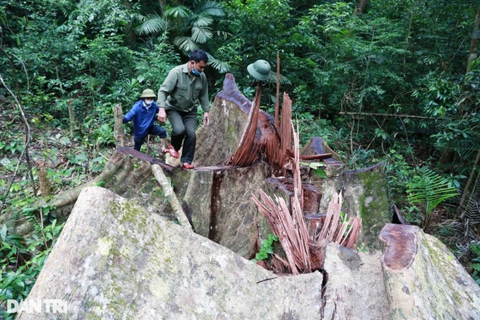 Trees destroyed in Quang Tri nature reserve - 5