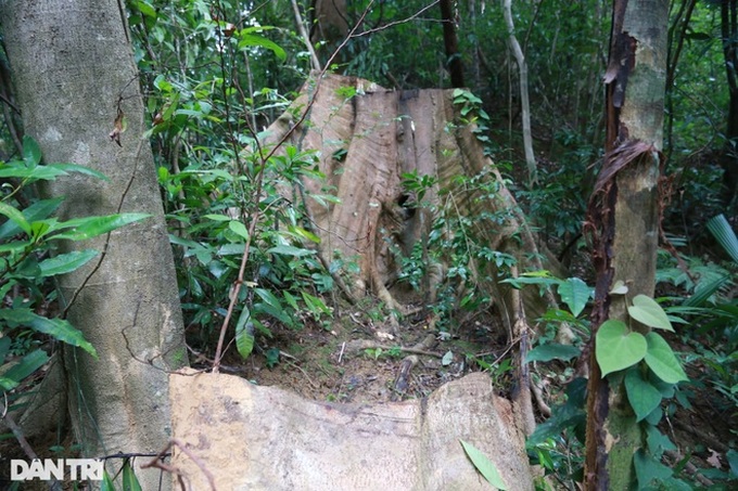 Trees destroyed in Quang Tri nature reserve - 8