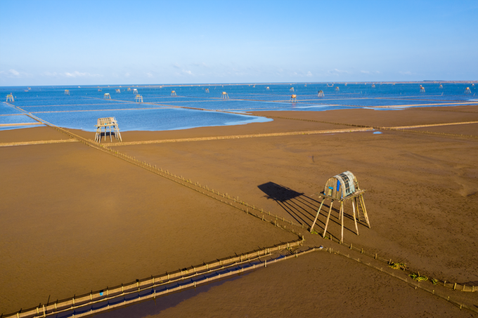 Pure beauty of Thai Binh clam farms - 2 Pure beauty of Thai Binh clam farms - 2