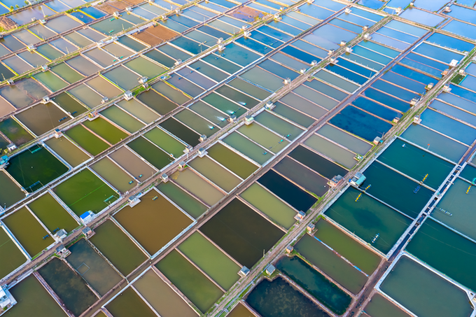 Pure beauty of Thai Binh clam farms - 6 Pure beauty of Thai Binh clam farms - 6