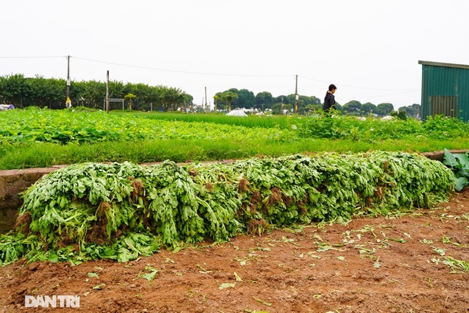 Pandemic turns Hai Duong farm produce into waste - 9