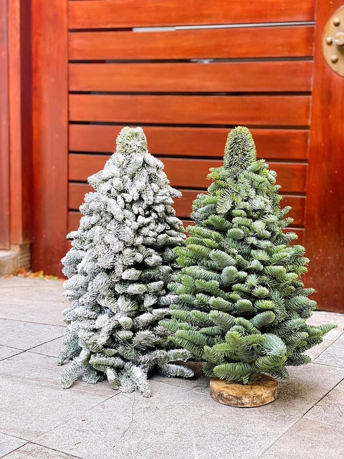 Fresh pine trees become popular for Christmas decorations - 4