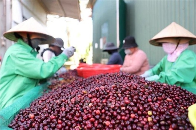 Vietnam coffee prices decline amid market fluctuations - 1