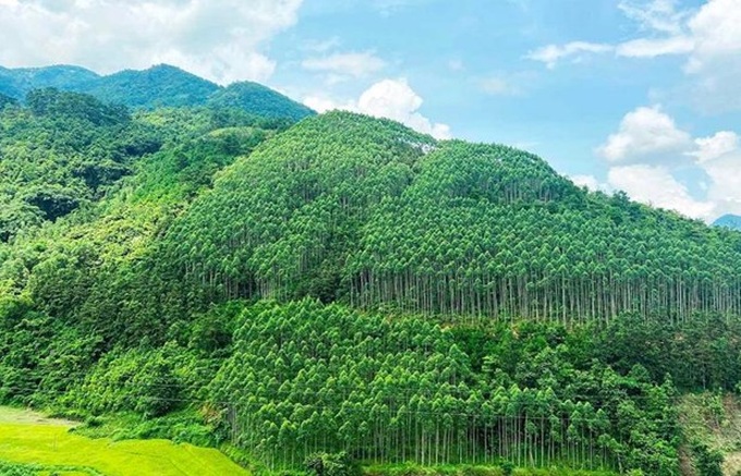 Vietnam earns 51.5 million USD from first forest carbon credit sale - 1 Vietnam earns 51.5 million USD from first forest carbon credit sale - 1